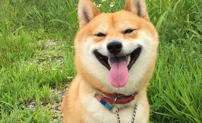 宠物知识：柴犬吃打虫药胃口不好，柴犬体内驱虫呕食欲差-第3张图片-冲锋网