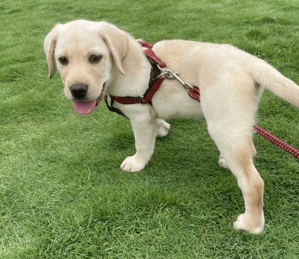 探索拉布拉多冷知识：Wellness宠物科普-第2张图片-冲锋网