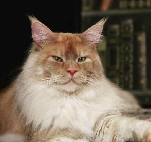 猫咪眼睛为什么会发光，缅因猫舍哪家好，哪里买，宠物小知识分享-第1张图片-冲锋网