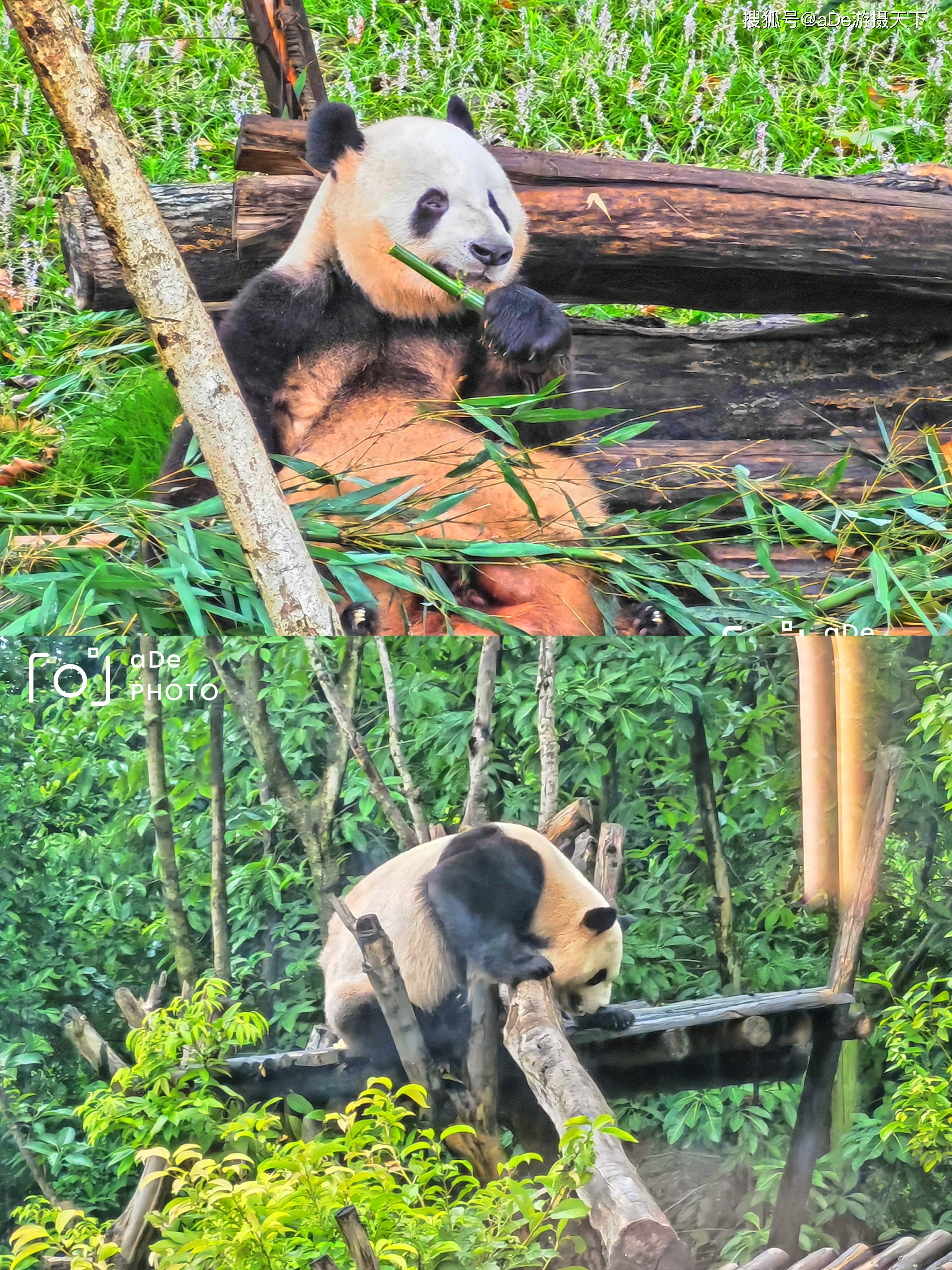 去成都旅游，必去的熊猫基地旅游攻略