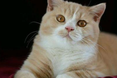 宠物知识分享：猫咪不吃不喝就舔墙，猫咪舔墙该补什么-第1张图片-冲锋网