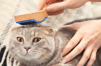 宠物知识：如何分辨猫咪腹水还是毛球症-第4张图片-冲锋网