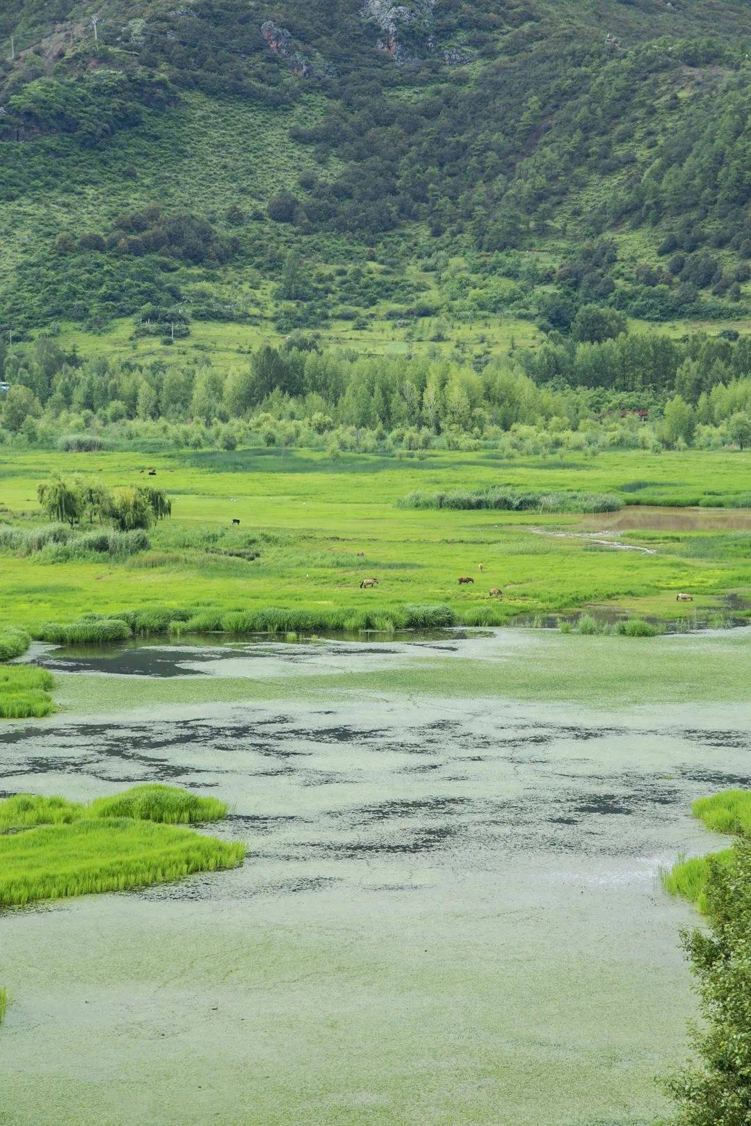 不仅是一片生态湿地也是候鸟们最喜爱的栖息之地素有“水鸟王国”的美称这里青山环绕色彩碧翠、牧草丰盛远方