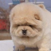 宠物百科：松狮，原来你的本名叫獢獢-第31张图片-冲锋网