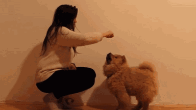 宠物百科：松狮，原来你的本名叫獢獢-第26张图片-冲锋网