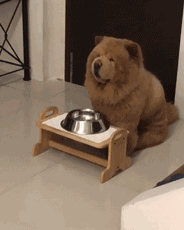 宠物百科：松狮，原来你的本名叫獢獢-第33张图片-冲锋网