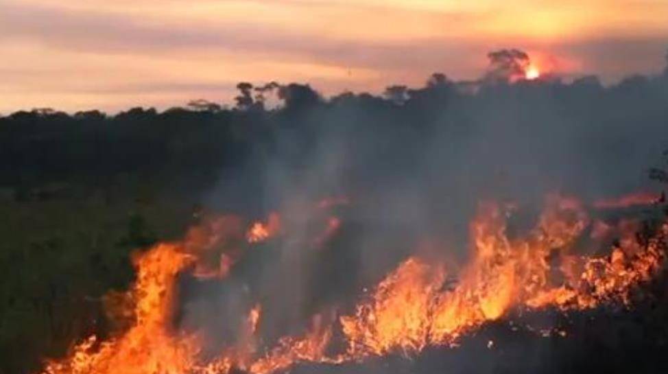 2020年多灾多难,虫灾、病毒、鼠灾的原因是啥?美国专家找到真相