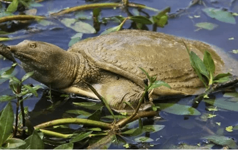 甲鱼如何养殖，2023甲鱼养殖方法[百科知识]-第1张图片-冲锋网