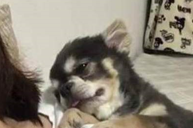 宠物百科：最小的宠物犬之一 吉娃娃-第18张图片-冲锋网