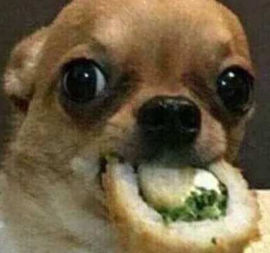 宠物百科：最小的宠物犬之一 吉娃娃-第22张图片-冲锋网