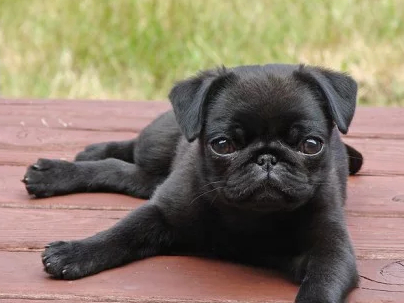 宠物护理：狗贫血的基础知识-第1张图片-冲锋网