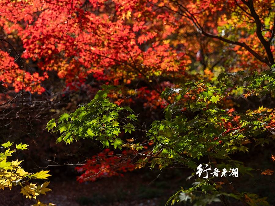 本溪赏红叶旅行攻略 | 有种色彩让人迷恋，唯有去了才能解毒