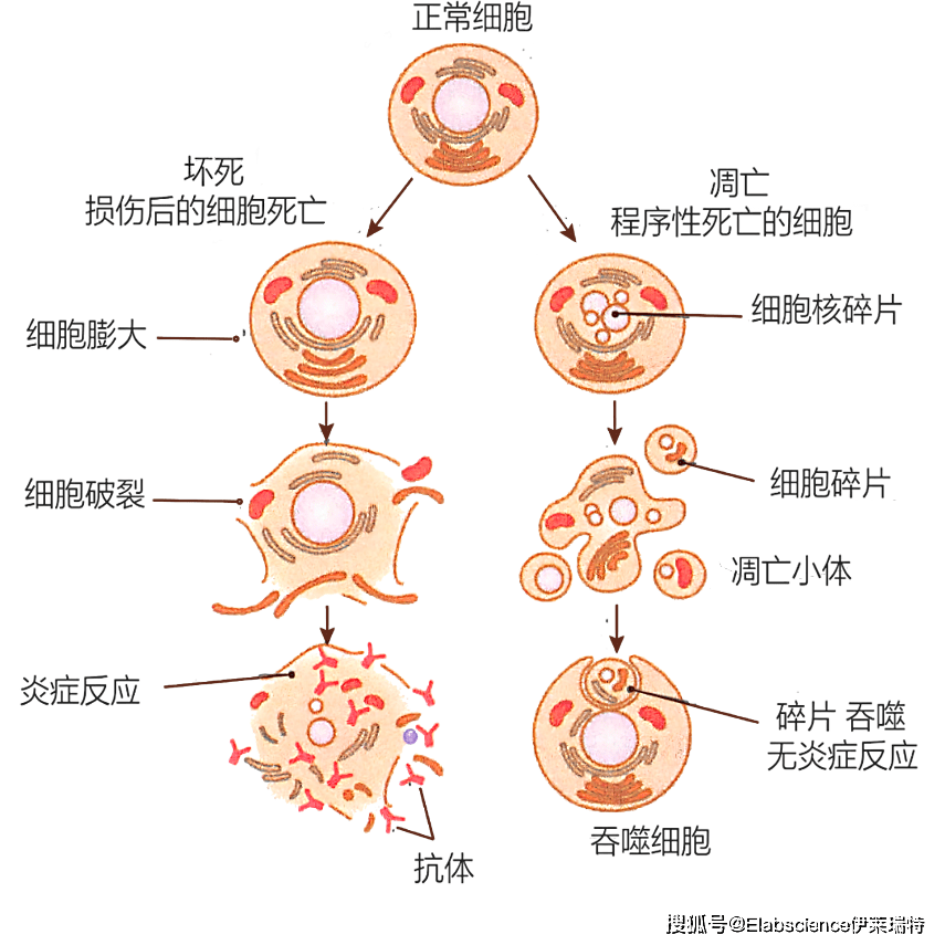 elabscience细胞死亡大盘点之细胞坏死