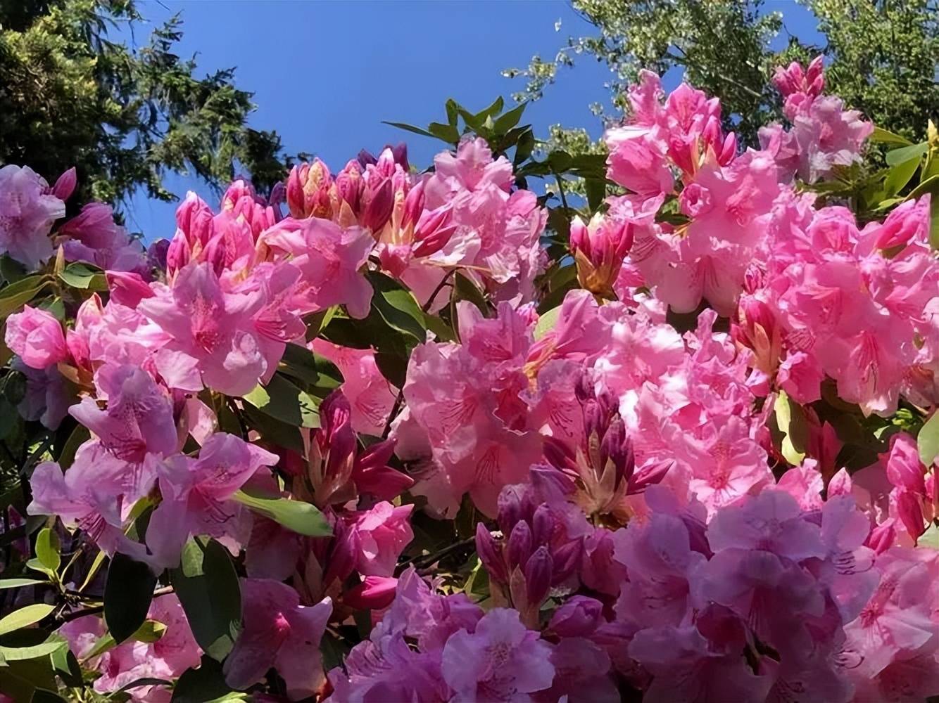 杜鹃花是一种喜酸的花卉，所以需要定期补充一些硫酸亚铁，可以更好的避