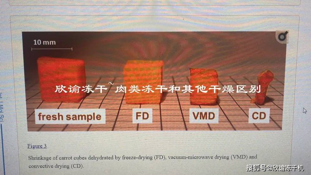 冻干食品有哪些优点-百科知识-第4张图片-冲锋网