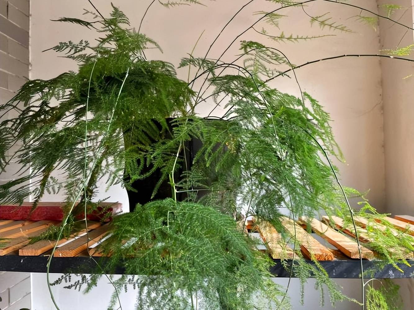 适合居家种植的5种盆栽每一种一竞技网址都是颜值担当朋友直夸有品位(图2)