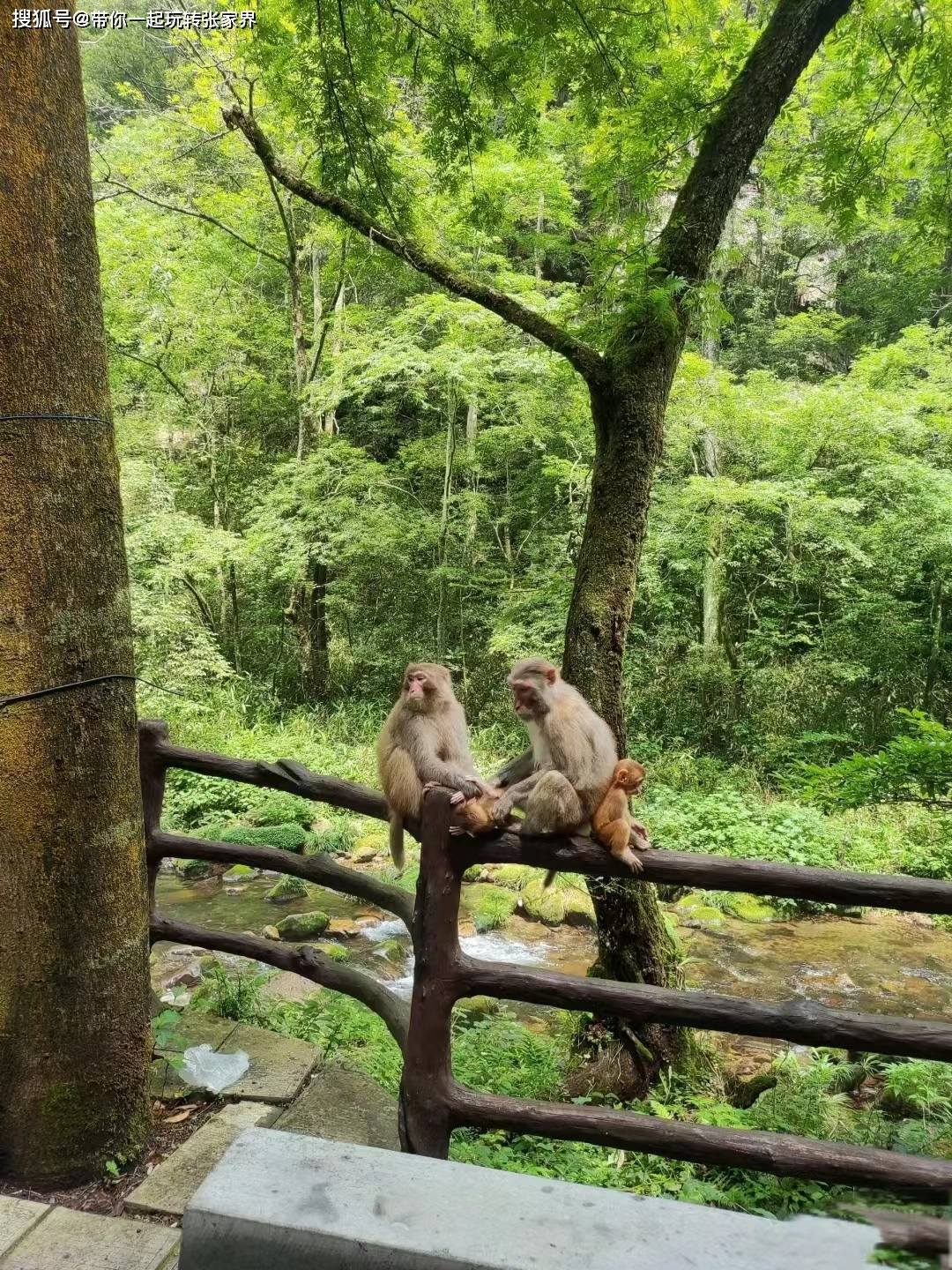 张家界森林公园深度旅游+天门山，凤凰自由行（详细攻略）