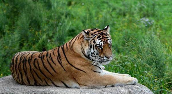 1962年出生的肖虎：11月18日突然发生“浩劫”，看看会发生什么