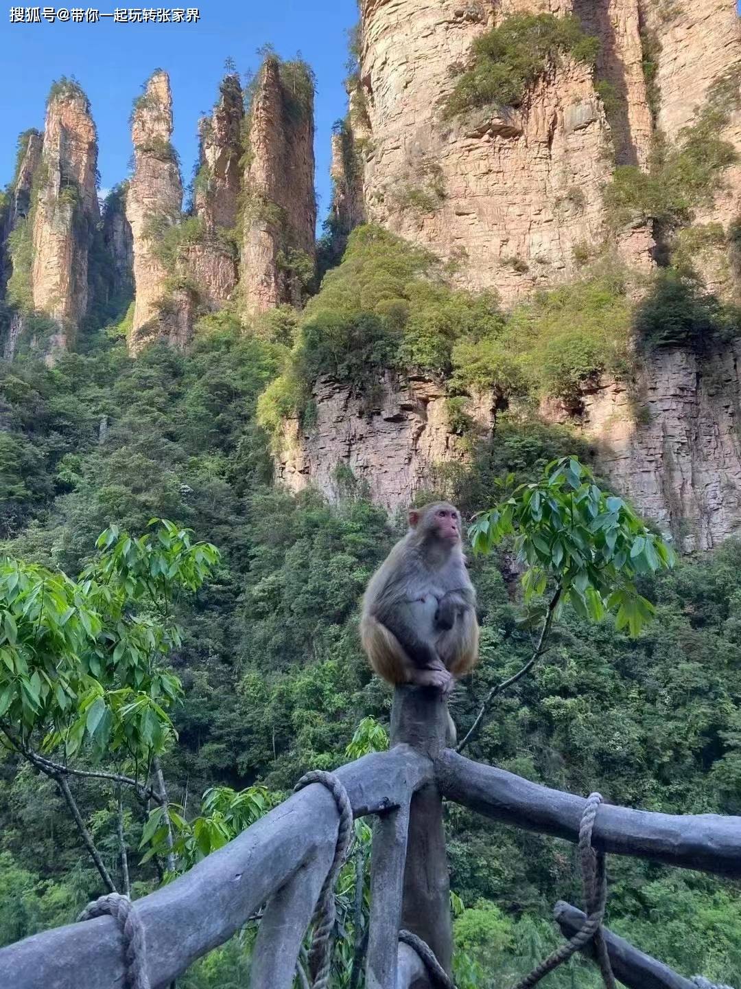 张家界森林公园深度旅游-天门山-凤凰古城自由行（详细攻略）