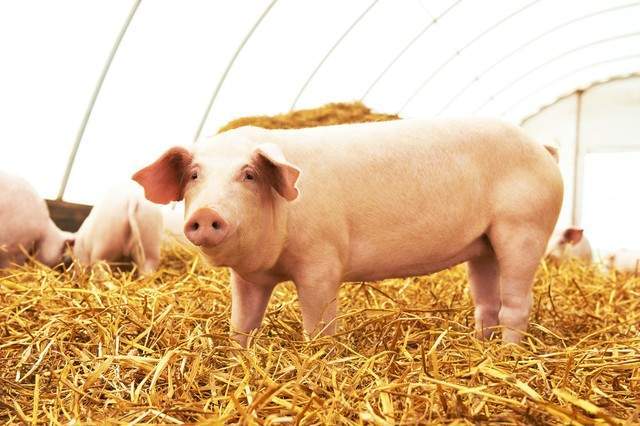 养猪是养殖业的重点 中国养猪网生猪行业分析插图2