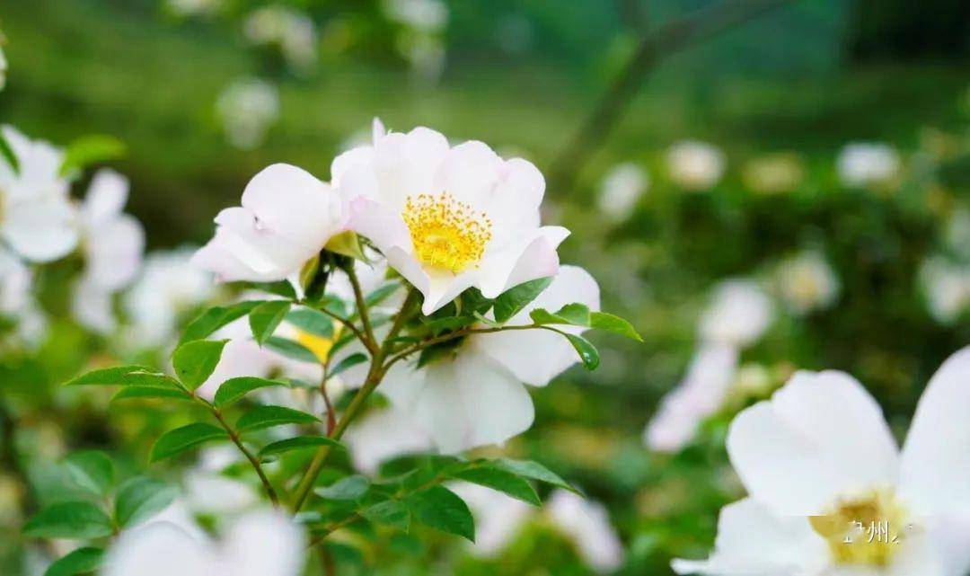【盘州旅游】一片白色的刺梨花,开满了山谷