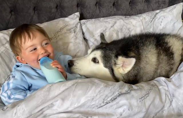 怎么哄狗宝宝睡觉 9dfe372fef2e48f6a862cc76d487dade.jpeg