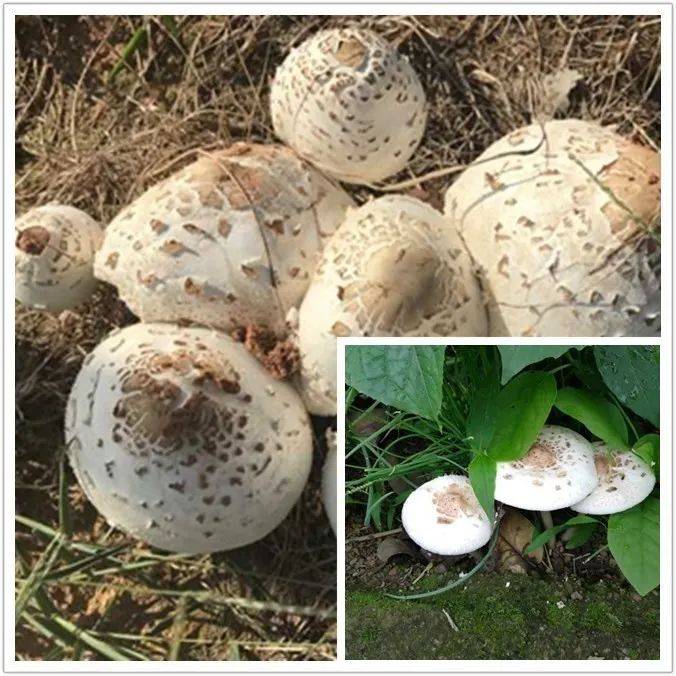 大青褶伞(铅绿褶菇)夏秋季群生或散生,喜于雨后在草坪,菜地中生长.