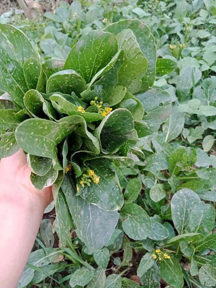 答:酸雨会使农作物大幅度减产,像大豆,蔬菜受酸雨影响会导致蛋白质