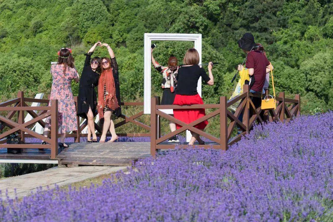 【雪浪山薰衣草节 渤公岛 抖音超火彩虹步道】花海美出天际,再不去就