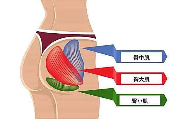 臀部肌肉由臀大肌-臀中肌-臀小肌而构成 (如图所示)