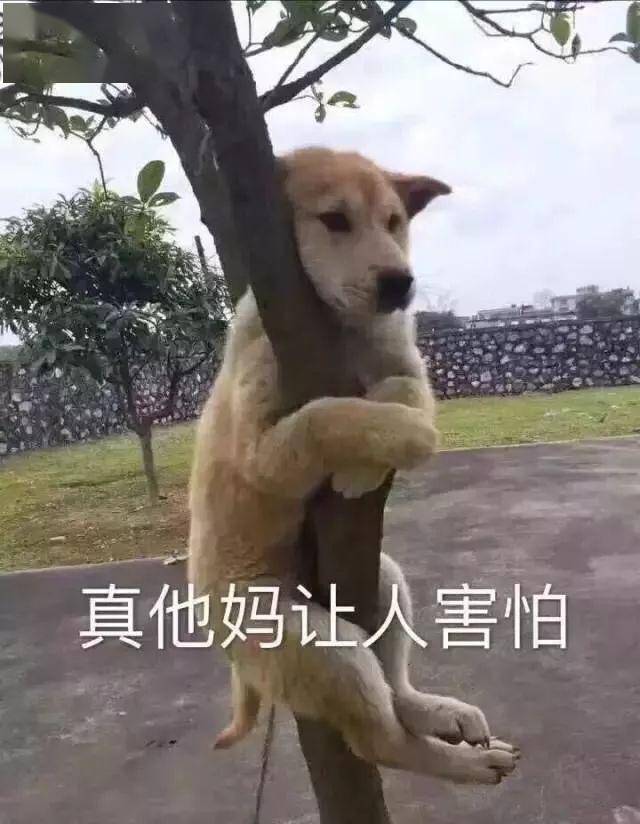 合集| 汪星人表情包
