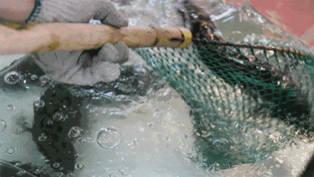 2400f0cfa7c240bea0685555d448a18b.gif