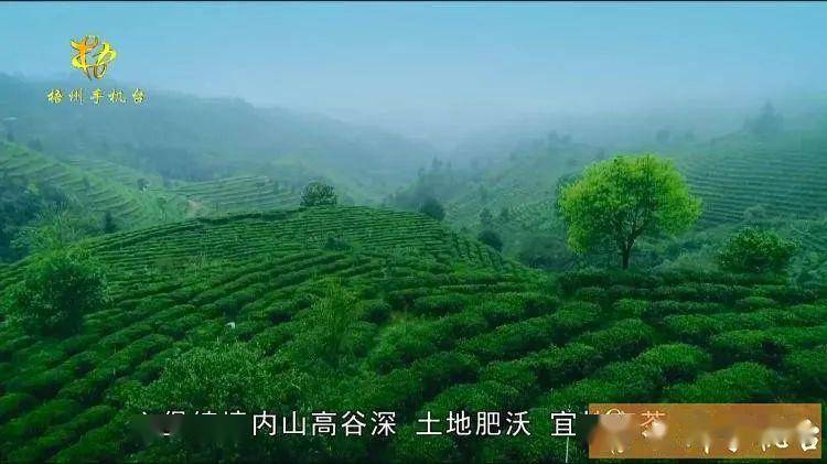 六堡镇境内山高谷深,土地肥沃,宜林宜茶,是中国名茶——六堡茶的原