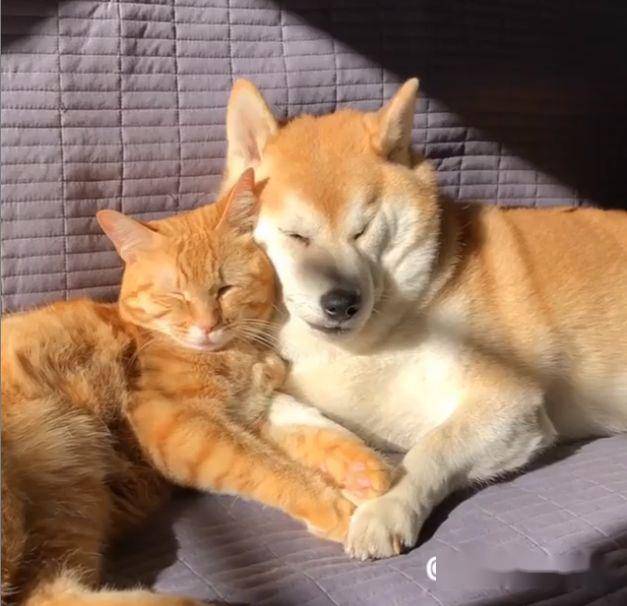 日本一柴犬以为自己是猫,每天和只橘猫混一起后,它变了