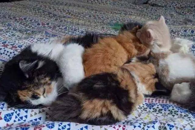 怎么才能让小猫咪从车底下出来 c257badf8b0640e08196579415f1d3c3.jpeg