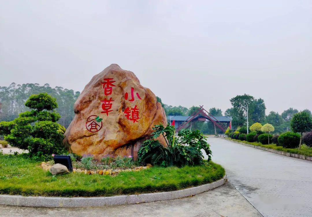 鹤山版的"普罗旺斯"繁花盛开!你打卡了吗?_香草