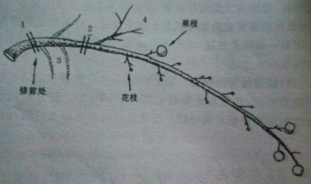 截长什么短成语_成语故事图片(2)