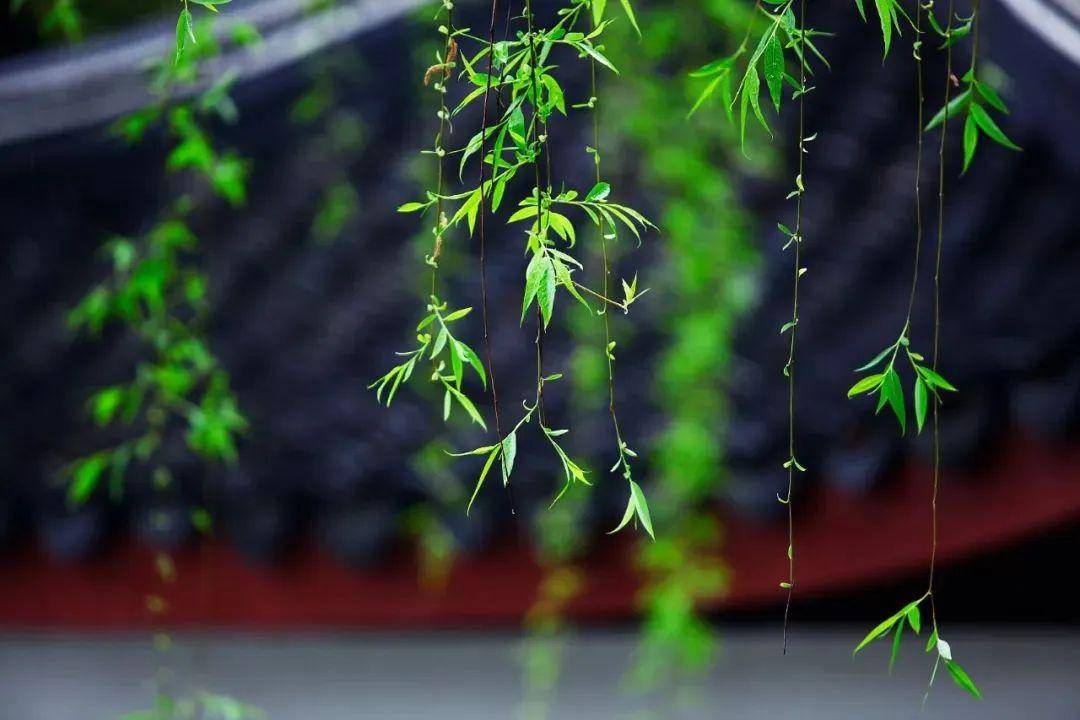 柳叶儿:五月的一场透雨
