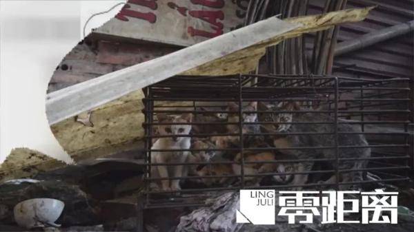 #兔肉#不犯法！，查处！男子诱捕流浪猫卖给饭店当兔肉：它们没主人