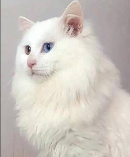 凭自己的能力走上巅峰的猫