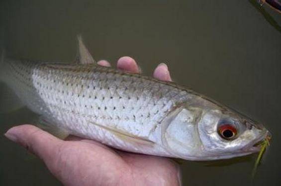 赤目 学名:赤眼鳟 赤眼鳟是一种营养价值高,值得开发驯养的优质淡水鱼