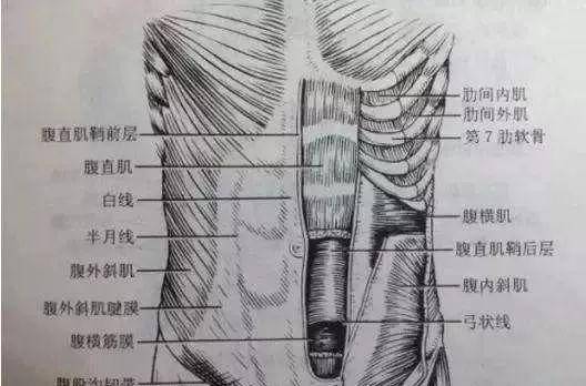 我们把整个腹腔壁分为两部分独立的结构,当然它们的作用是不同的.