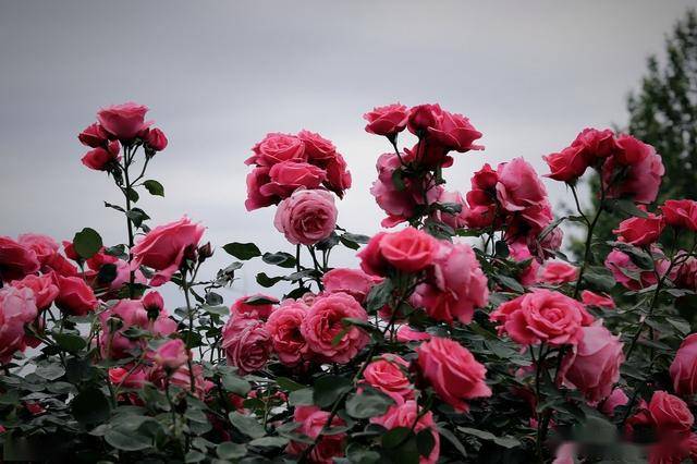 c65cd7fe555f4c10a3d751ab3ad5fa06.jpeg