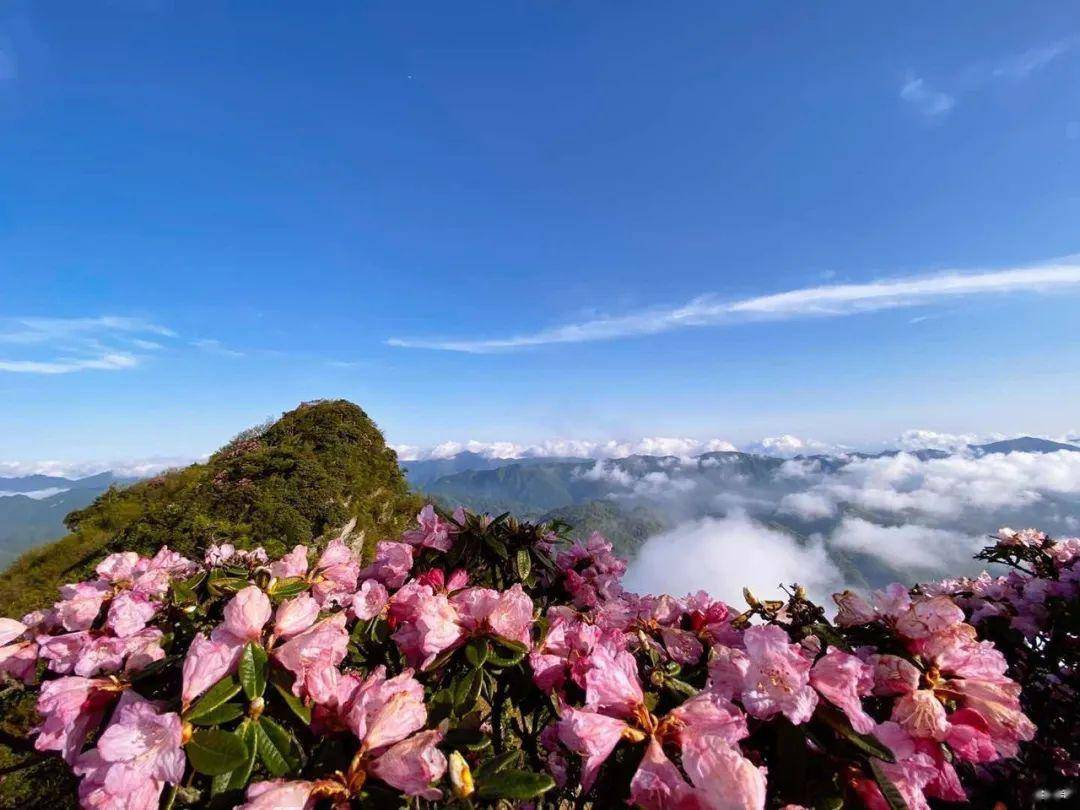 今年的高山杜鹃花绽放比往年晚了半个多月,五彩缤纷的杜鹃花开满山头