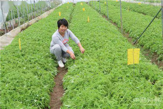 朱老总要野菜_可食用的野菜图片大全