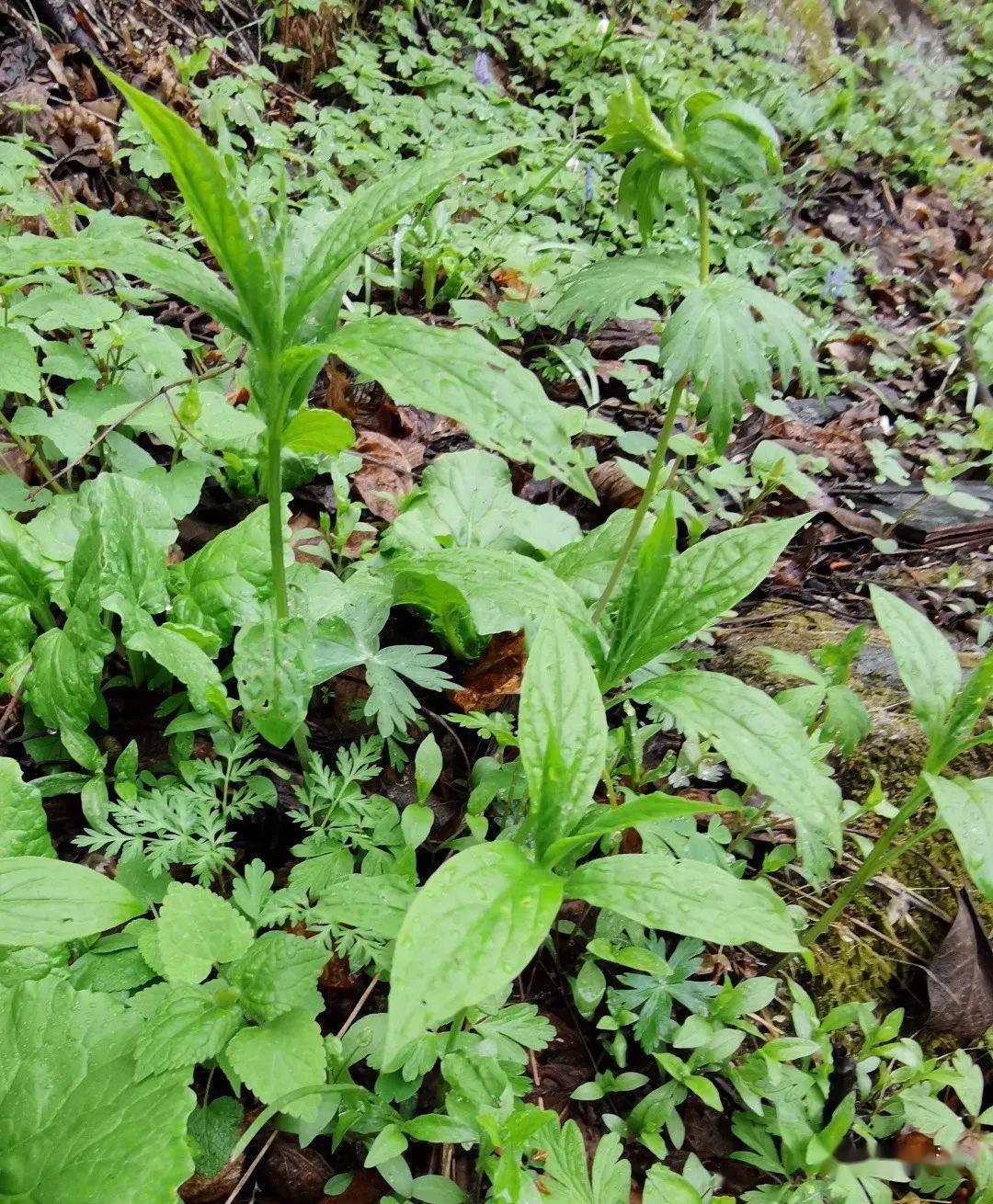 【梁志龙】本溪山菜谱(续)_野菜