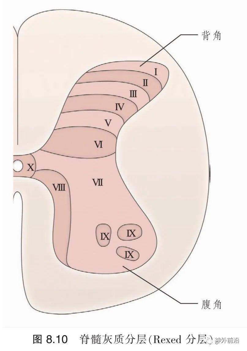 解剖| 脊髓灰质和脊髓反射—脊髓的内部结构