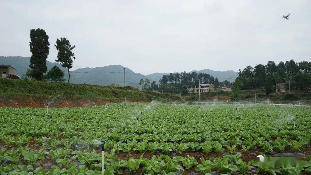 茶园镇:脱产干部专班入驻坝区 田间地头出经济实效