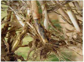 小麦全蚀病引起小麦死穗的主要原因有4种病害,一是小麦全蚀病,二是