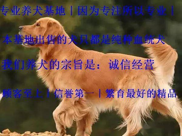 51d36fed6599453f889a6895b7e2a117.jpeg